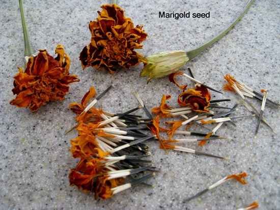 Harvest Marigold Seeds  Do It And How