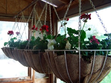 hangingbaskets-thumb