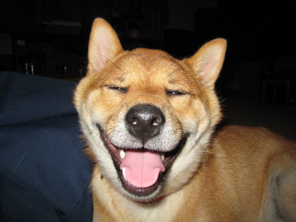 happy-dog