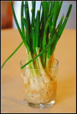 regrowing scallions