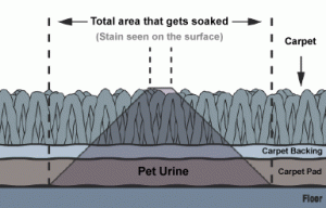 carpet_diag_5084727_std-300x192