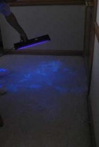 Pet-Urine-Black-Light-Inspection2-202x300