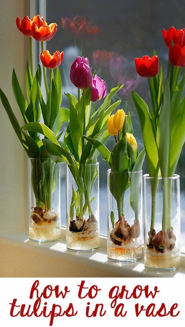 how-to-grow-tulips-in-a-vase