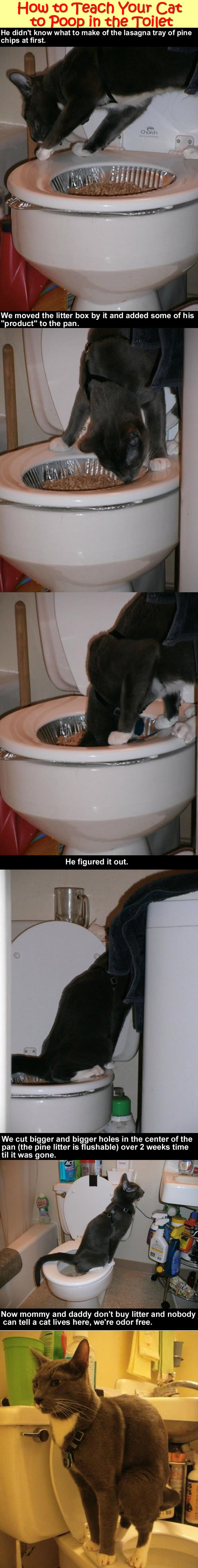 lifehacks-how-to-teach-your-cat-to-pop-in-the-toilet
