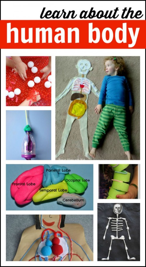 Human-Body-Activities-for-Kids-500x917