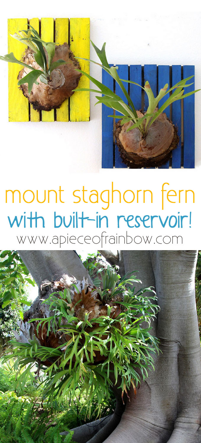 mount-staghorn-fern-apieceofrainbowblog.jpg