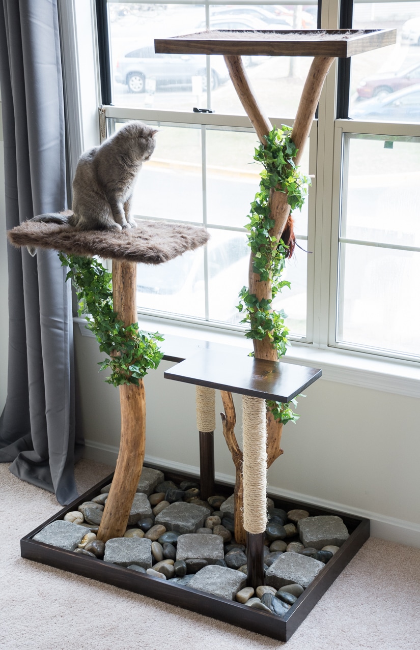 Cat-Tree-5-March-14