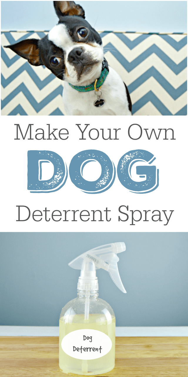 DIY-dog-deterrent-spray.png
