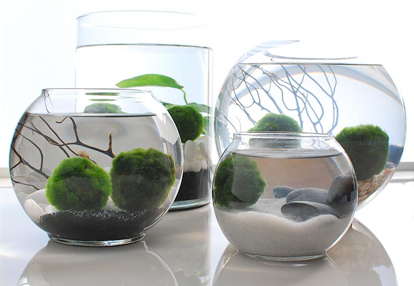 marimo-balls-13.jpg