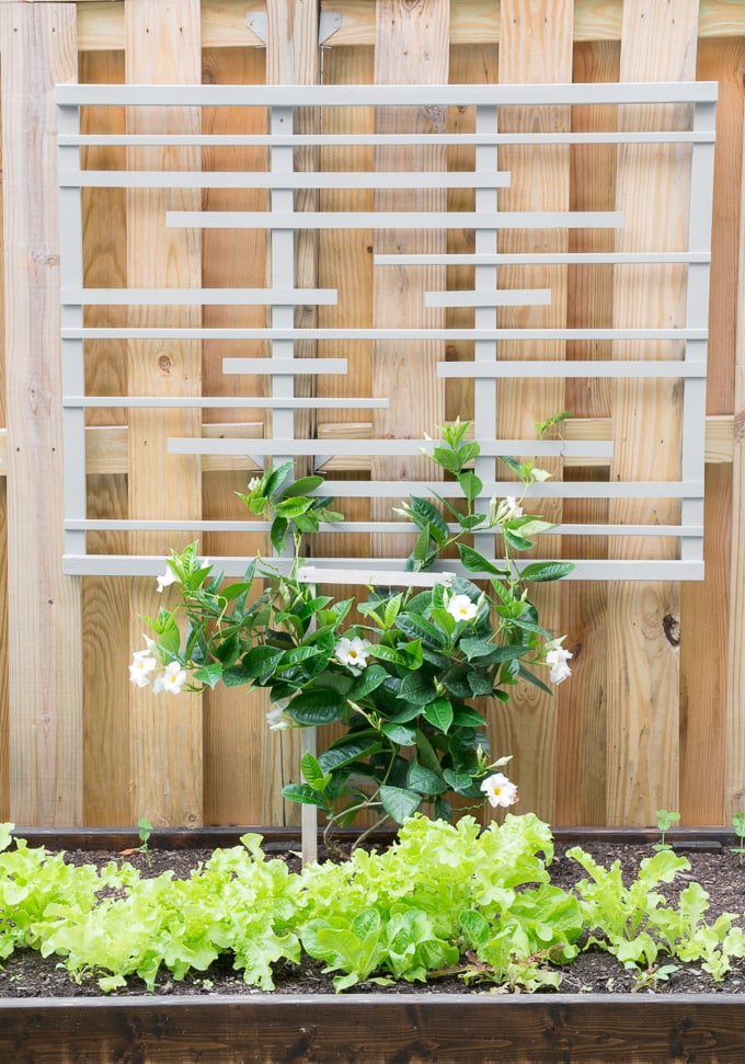 DIY-Modern-Trellis-for-Vines-3.jpg