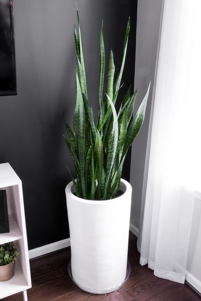 how-to-take-care-of-snake-plant-1