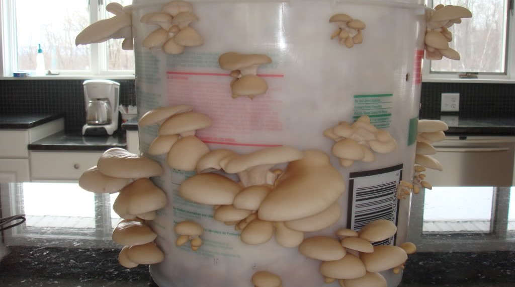 oyster-mushrooms-1024x570