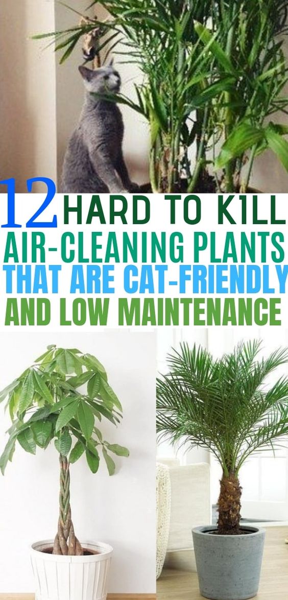 Indoor Plants for Cat Families  Do It And How